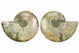 Cut & Polished Crystal-Filled Ammonite Fossil - Madagascar #362377-1